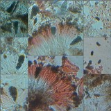 Diplotomma alboatrum image