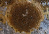 Caloplaca aurantia image