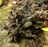 Diderma globosum image