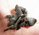 Diderma globosum image