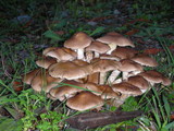 Pholiota terrestris image