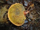 Buchwaldoboletus lignicola image