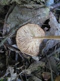 Gymnopus confluens image