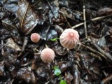 Marasmius siccus image