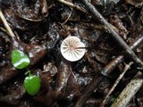 Marasmius siccus image