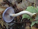 Cortinarius iodes image