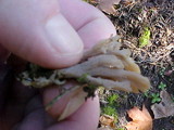Clavulina cinerea image