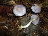 Cortinarius iodes image