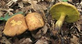 Aureoboletus innixus image