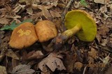 Aureoboletus innixus image
