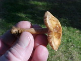 Collybia oregonensis image
