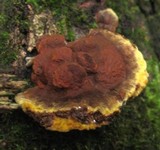Phellinus gilvus image
