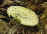 Pleurotus dryinus image