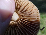 Collybia oregonensis image