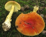 Amanita parcivolvata image