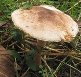 Leucoagaricus brunnescens image