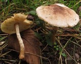 Leucoagaricus brunnescens image