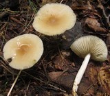 Marasmius nigrodiscus image