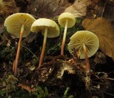 Marasmius delectans image