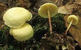Marasmius delectans image