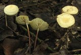 Marasmius delectans image