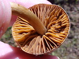 Collybia oregonensis image