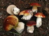 Boletus rubriceps image