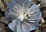 Entoloma velutinum image