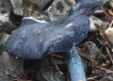 Entoloma velutinum image