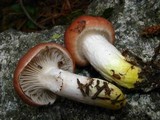 Gomphidius subroseus image