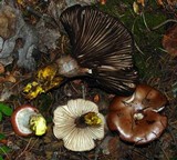 Gomphidius subroseus image