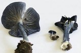 Entoloma velutinum image