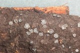 Mollisia fusca image