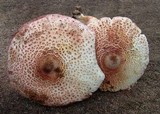 Leucoagaricus americanus image