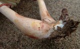 Leucoagaricus americanus image