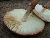 Leucoagaricus americanus image