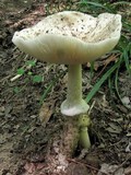 Amanita murrilliana image