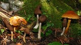 Helvella elastica image