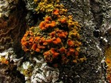 Xanthomendoza montana image