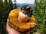 Boletus rubriceps image