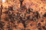 Patellariopsis clavispora image
