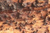 Patellariopsis clavispora image