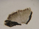 Patellariopsis clavispora image