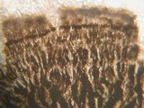 Patellariopsis clavispora image