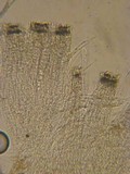 Patellariopsis clavispora image
