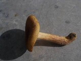 Tricholomopsis rutilans image