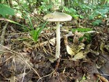 Amanita borealisorora image