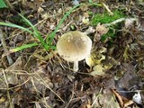 Amanita borealisorora image