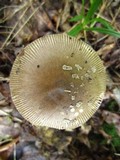 Amanita borealisorora image
