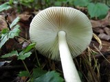 Amanita borealisorora image